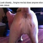 Fun animals GIFDUMP 7