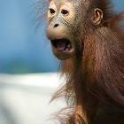 Funky Monkey