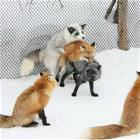Ganging Up