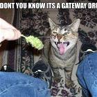 Gateway Drug