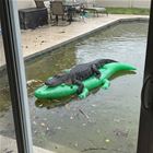 Gator Gator