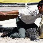 Gator Moron