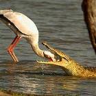 Gator Snacks