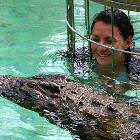 Gator Swimming