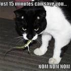 Geico Savings