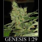 Genesis 129