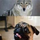 Genetics