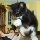 Giant Cat