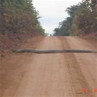 Giant Snake