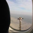 Giraffe Head
