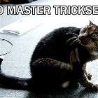 Glem Cat