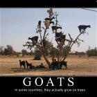 Goats