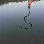 Going Fishing