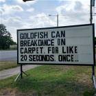 Goldfish Can Breakdance