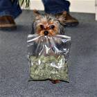 Good Boy