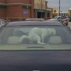 Good Doggy