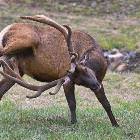 Got An Itch