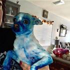 Got Into The Oil Paint