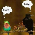 Goth And Gay Birds
