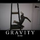Gravity Cat