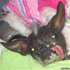 Gremlin Dog