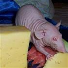 Gross Rat