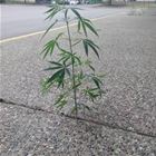 Grow Up Strong