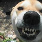 Growl Or Smile