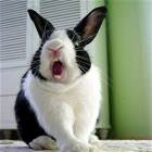 Gtfo Bunny