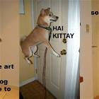 Hai Kitty