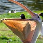 Hai