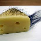 Hairy Cheese