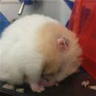 Hamster