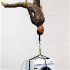 Hanging Around