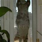 Hanging Cat
