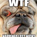 Hangover Pug