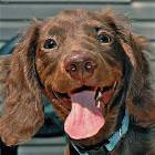 Happy Dog