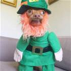 Happy St Patricks Day
