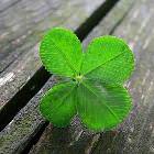 Happy St Patricks Day