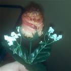 Happy Valentines Day