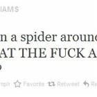Havent Seen A Spider
