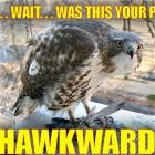 Hawkward