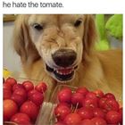 He Hate