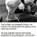 Headless Chicken