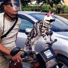 Hell Yes Kitty