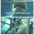 Helpful Shark