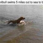 Heroic Pitbull