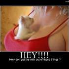 Hey