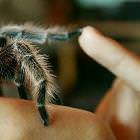 High 5