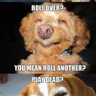 High Dogs
